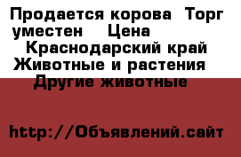Продается корова./Торг уместен/ › Цена ­ 50 000 - Краснодарский край Животные и растения » Другие животные   